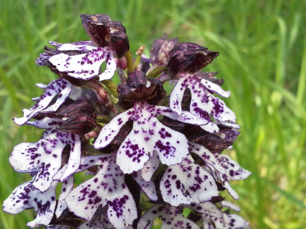 Orchis purpurea (SA)